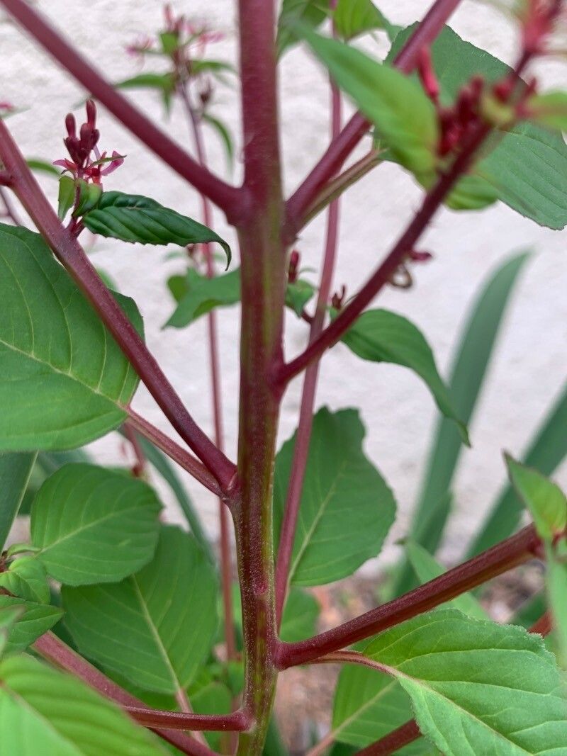 Cuphea racemosa bark