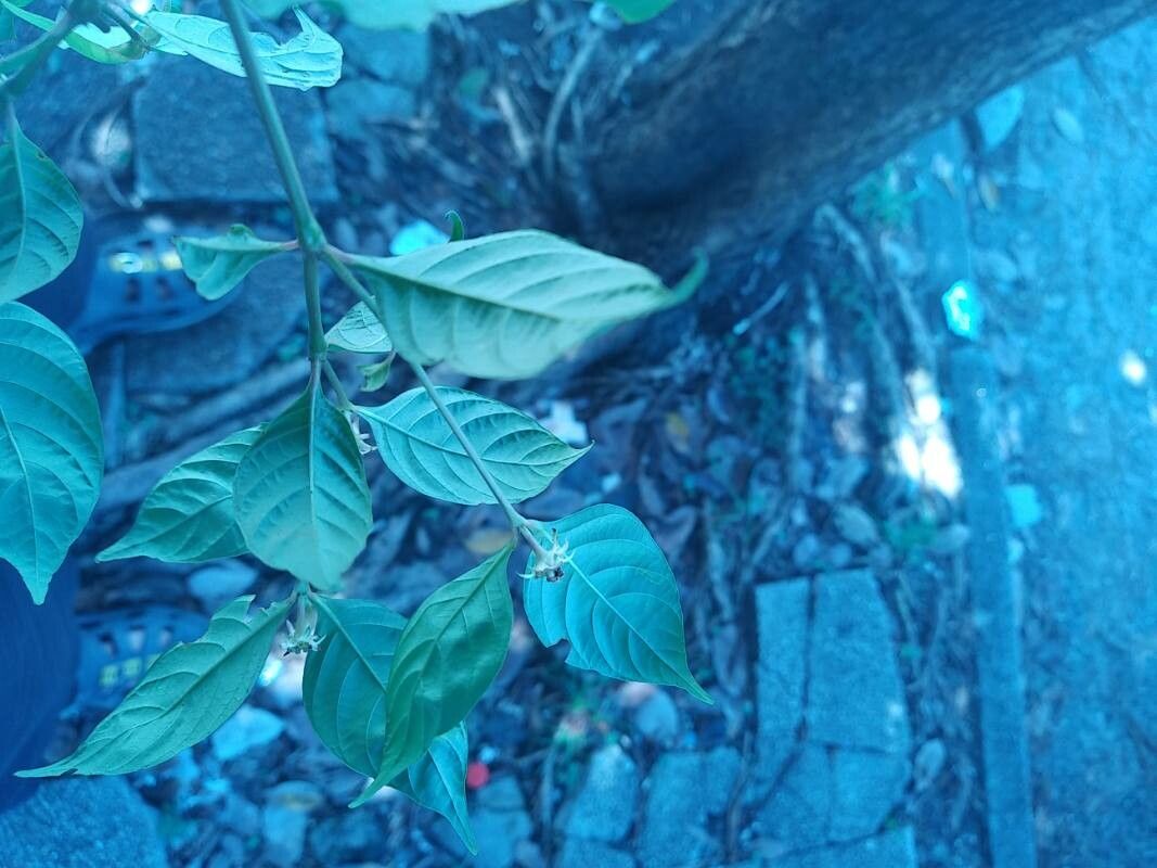 Palicourea hoffmannseggiana leaf