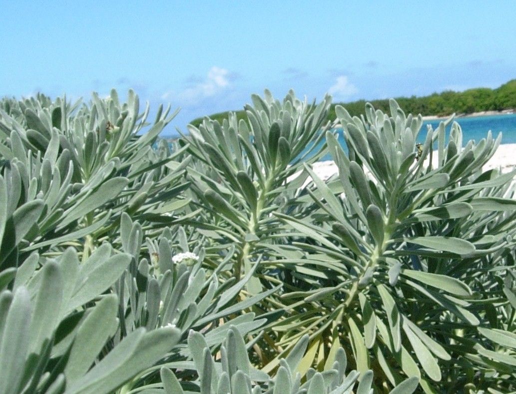 Tournefortia gnaphalodes leaf
