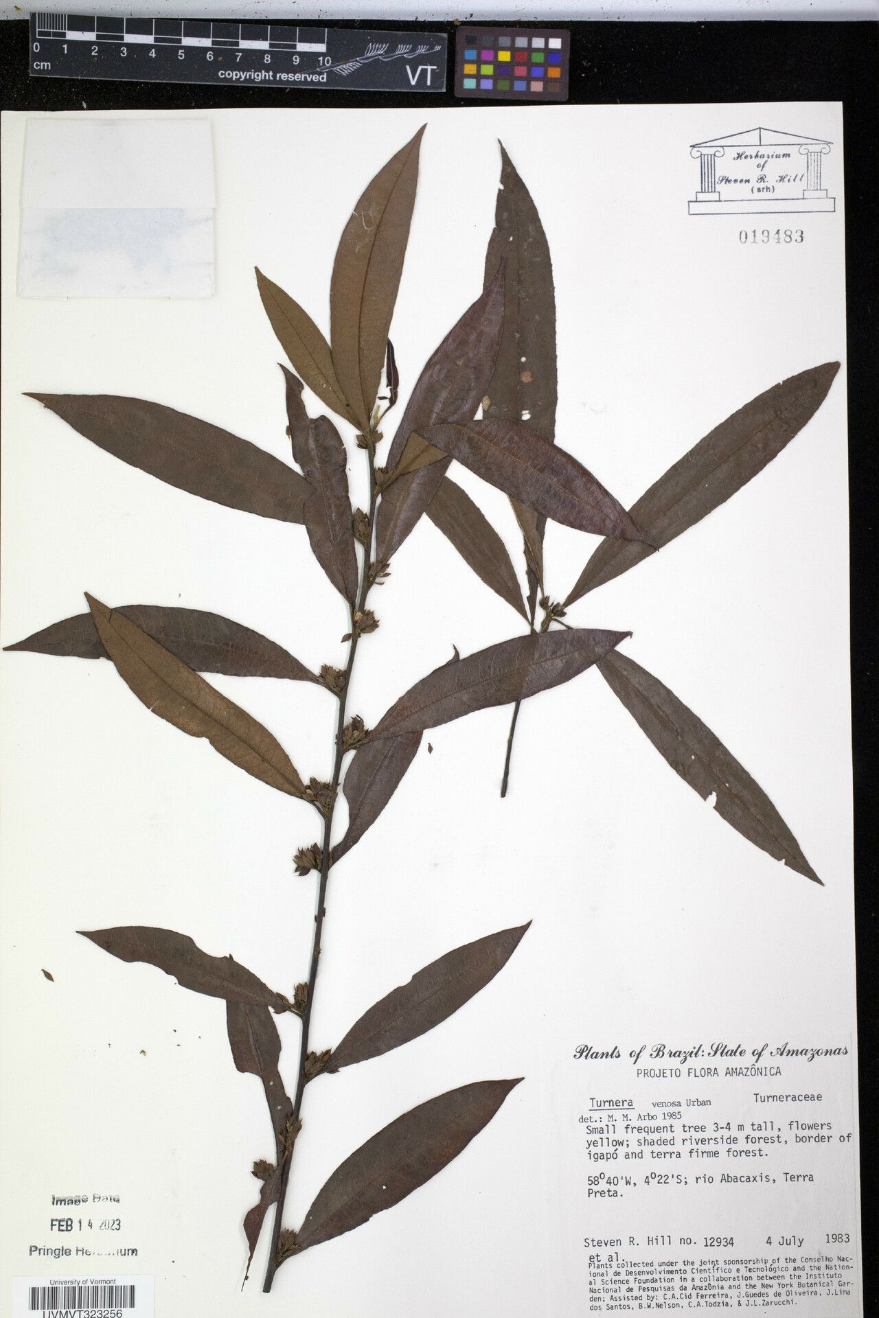 Turnera venosa — houseplant care guide