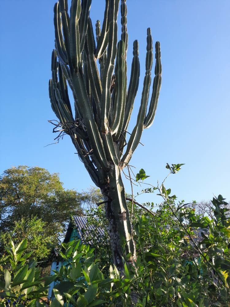 Cereus stenogonus bark