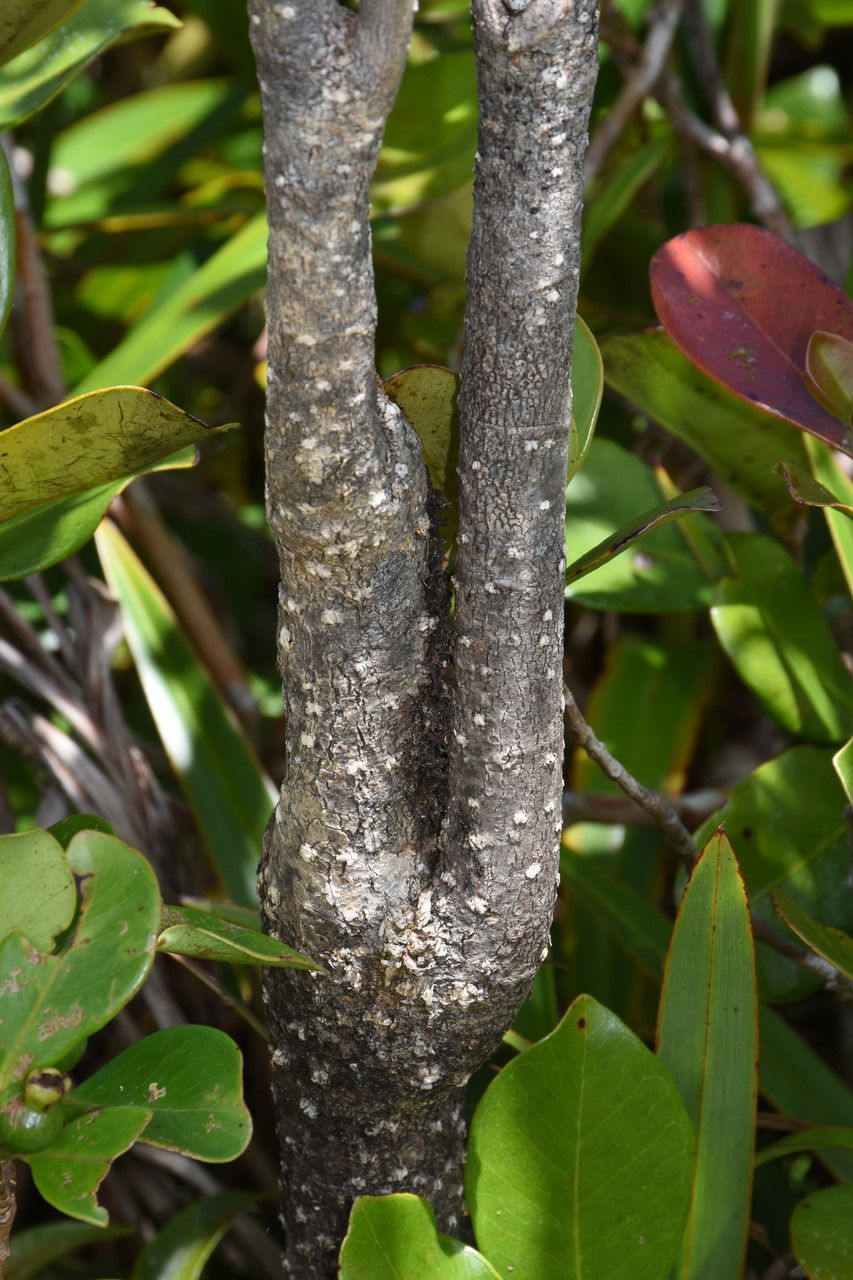 Tabernaemontana persicariifolia bark