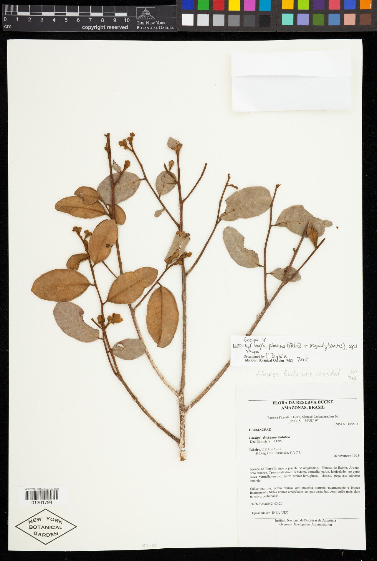 Caraipa rodriguesii leaf