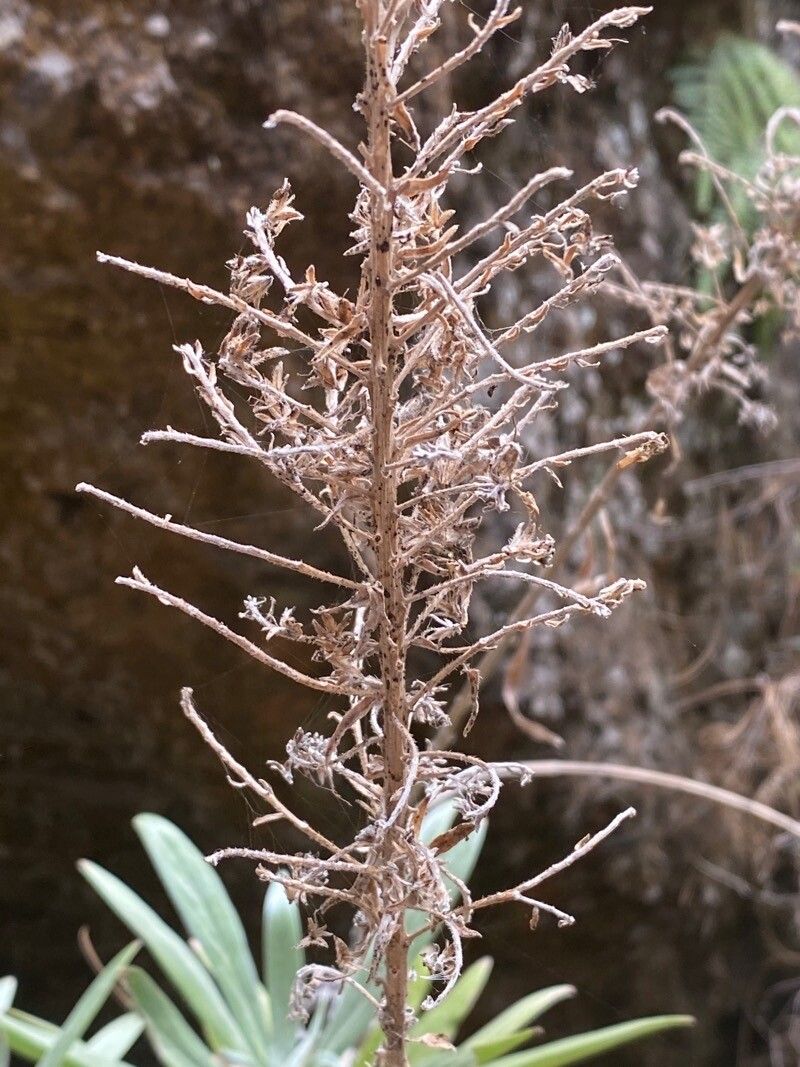 Echium brevirame fruit