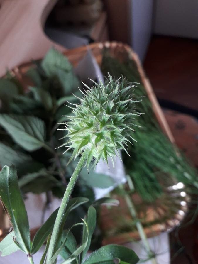 Trifolium retusum leaf