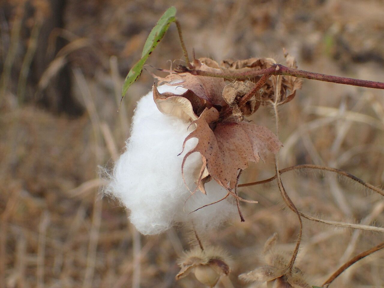 Gossypium barbadense fruit