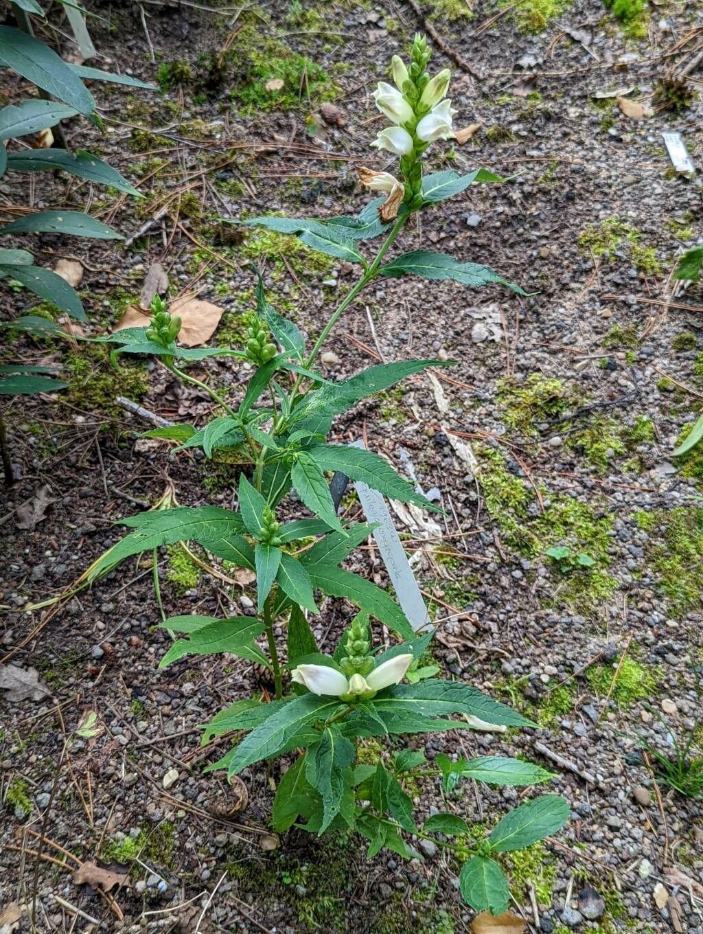 Chelone glabra habit