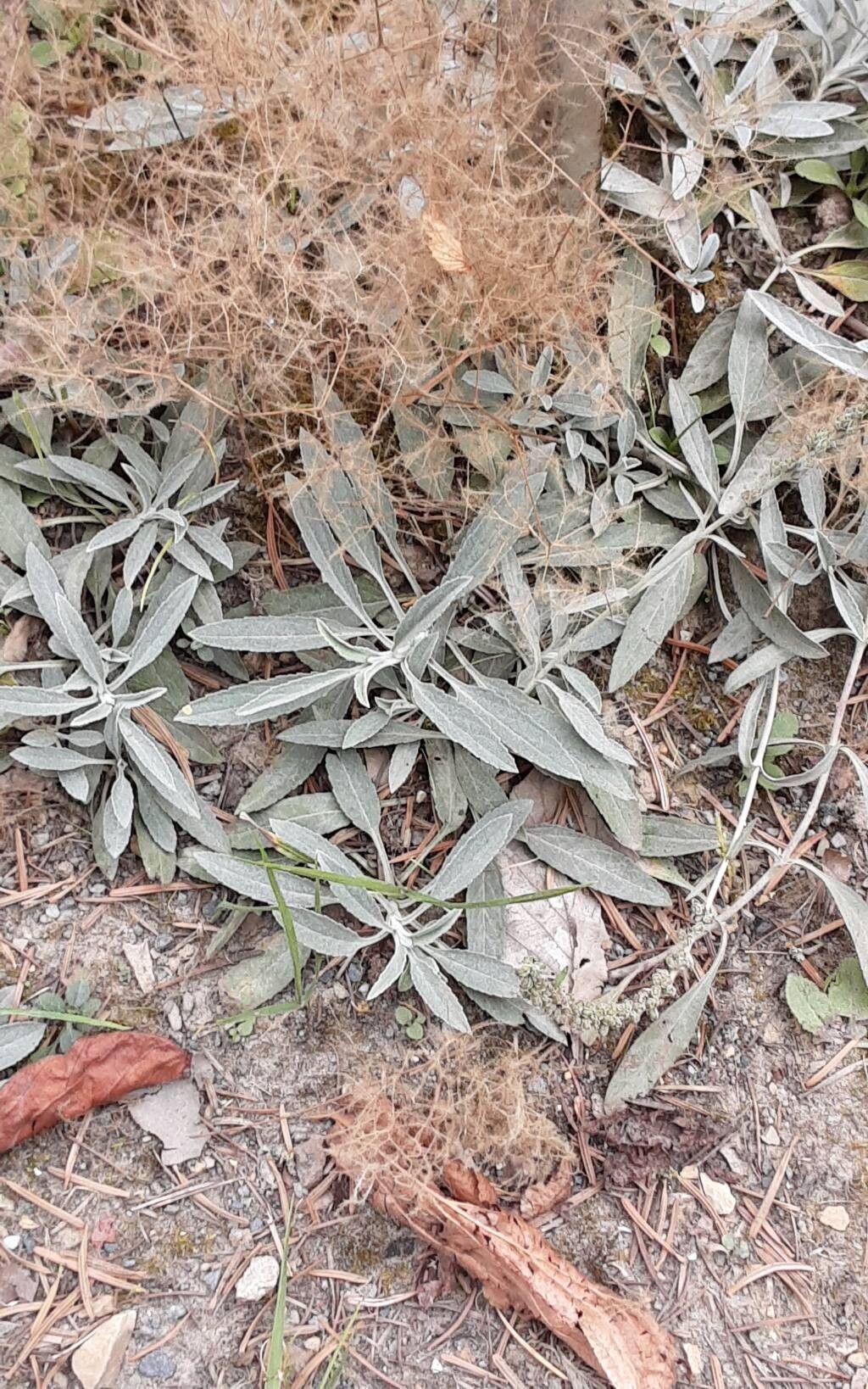 Veronica incana — houseplant care guide