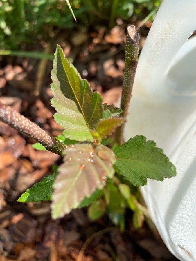 Castanea pumila leaf