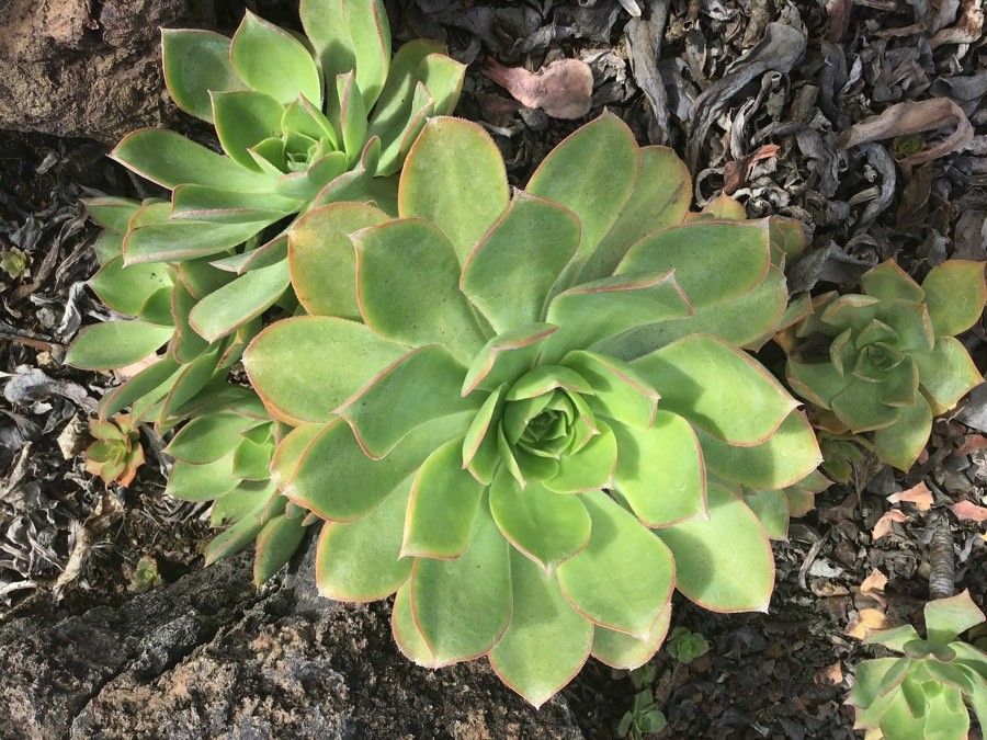 Aeonium valverdense — search result for 'Aeonium'