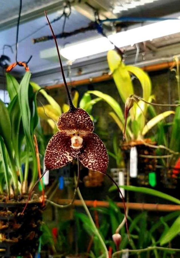 Dracula erythrochaete flower