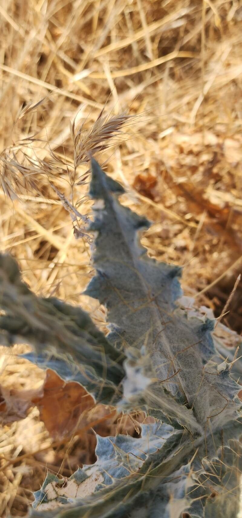 Onopordum leptolepis — houseplant care guide