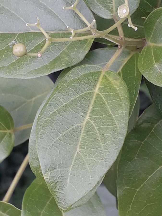Premna serratifolia leaf
