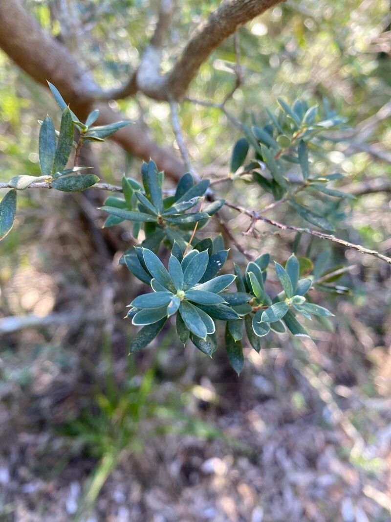 Monotoca elliptica leaf