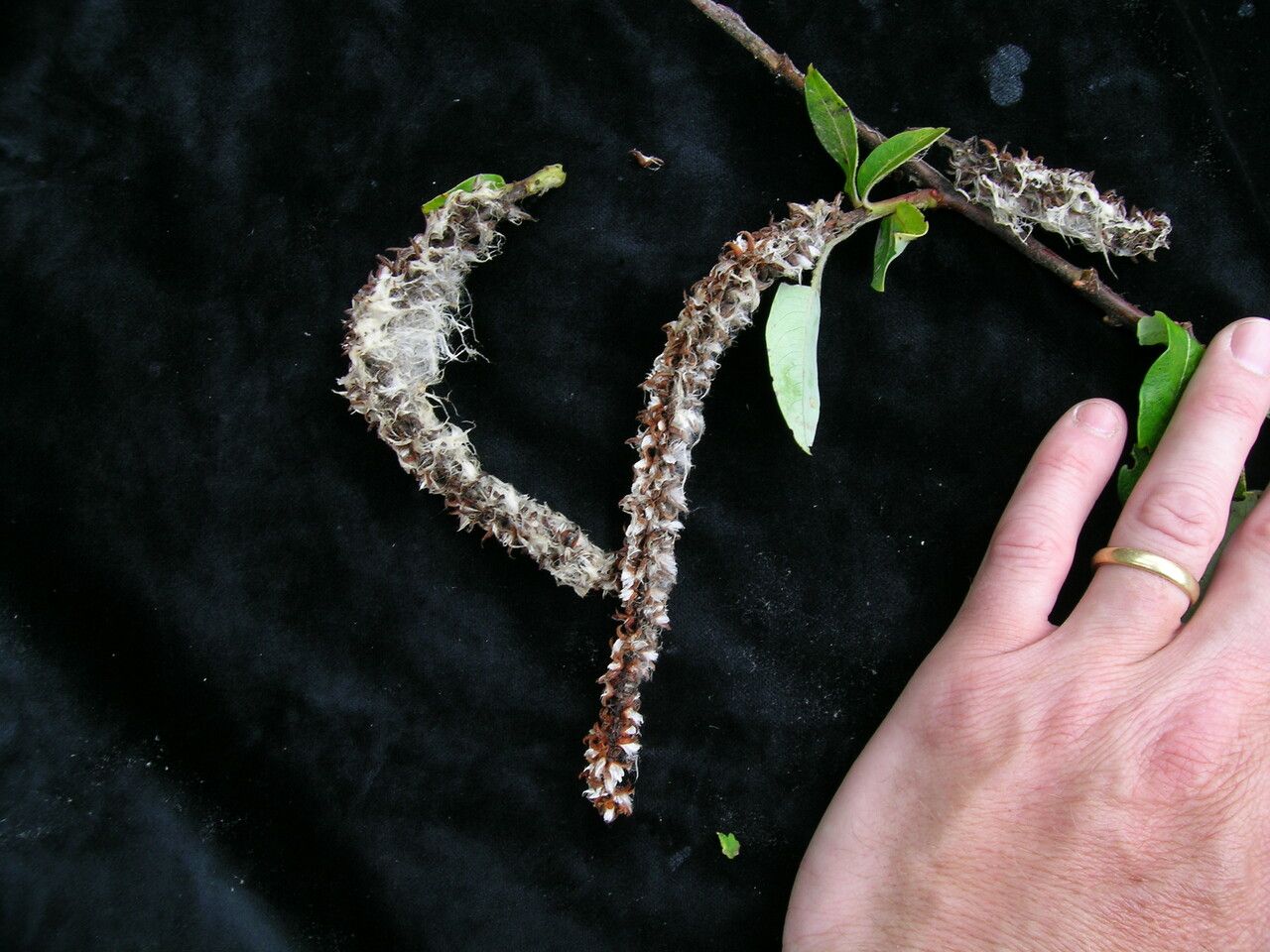 Salix eriostachya other