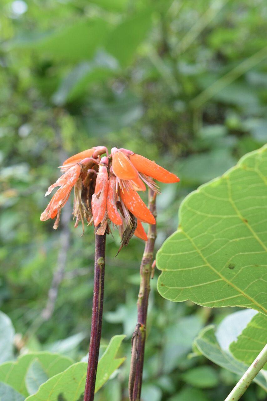 Erythrina arborescens habit