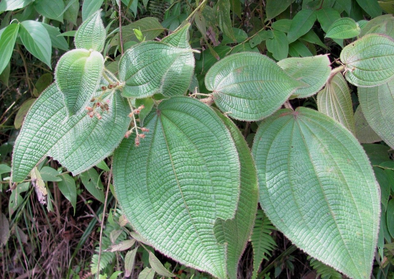 Miconia domociliata — houseplant care guide