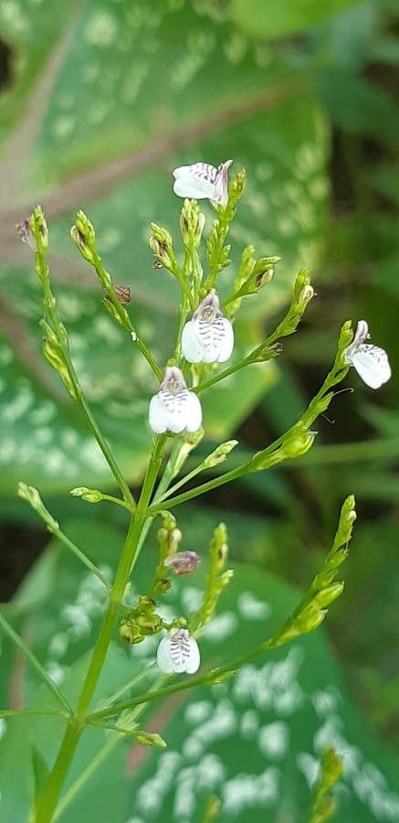 Justicia comata flower