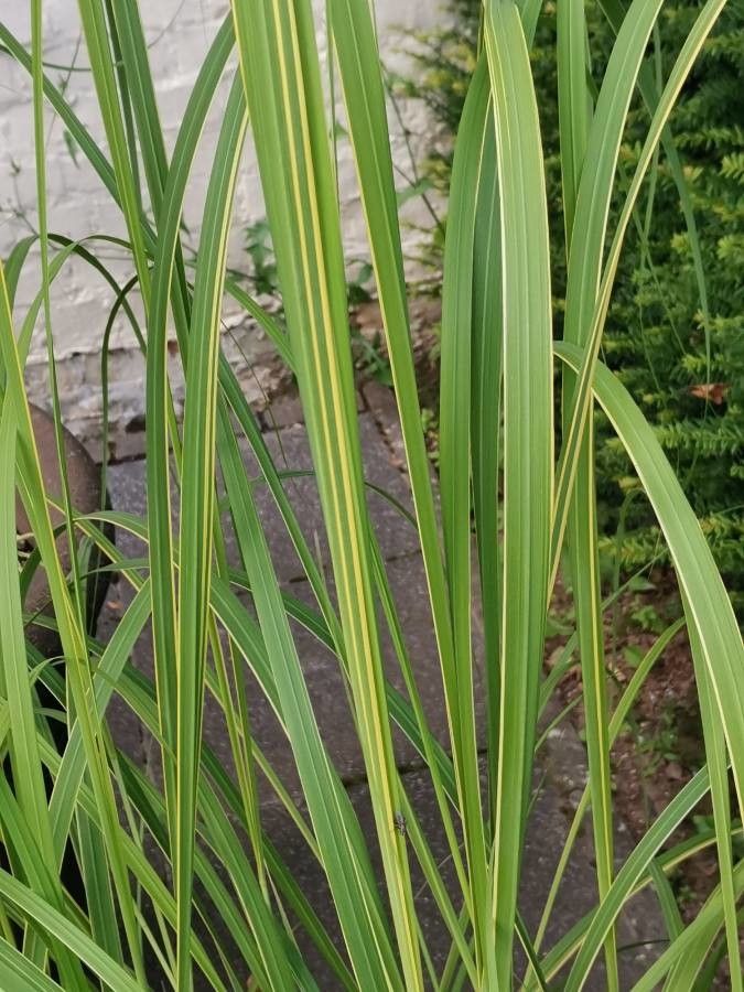 Spartina pectinata leaf