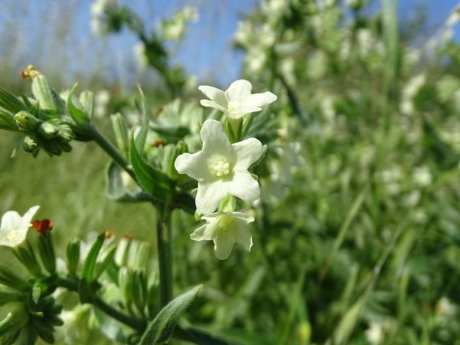 Anchusa ochroleuca flower