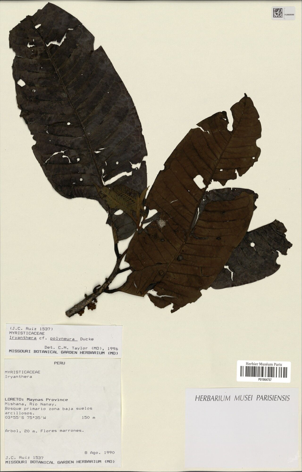 Iryanthera polyneura leaf