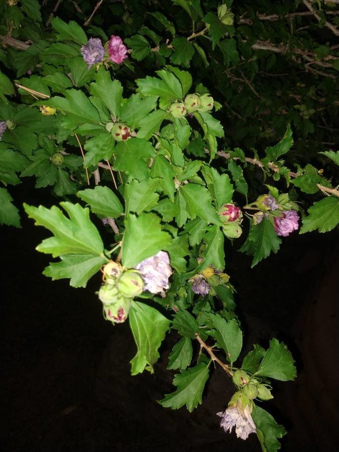 Hibiscus radiatus — search result for 'Hibiscus'