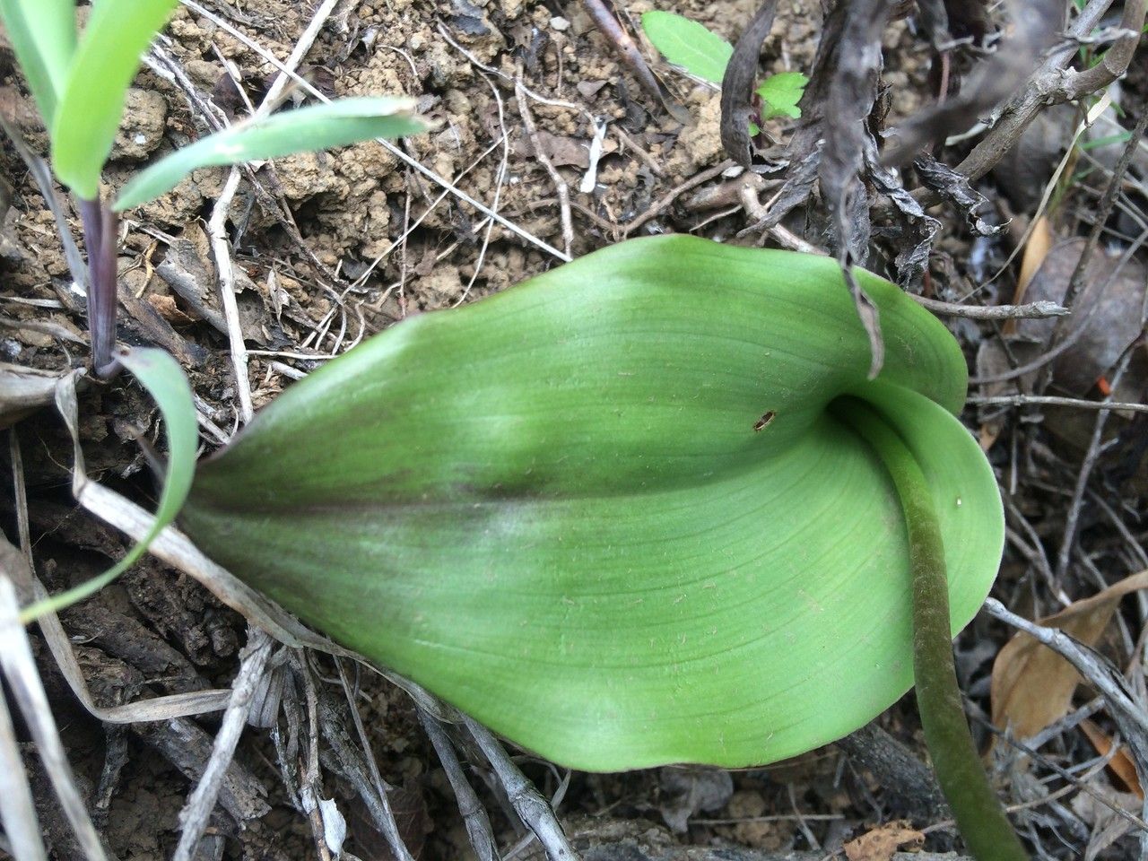 Cynorkis purpurascens leaf