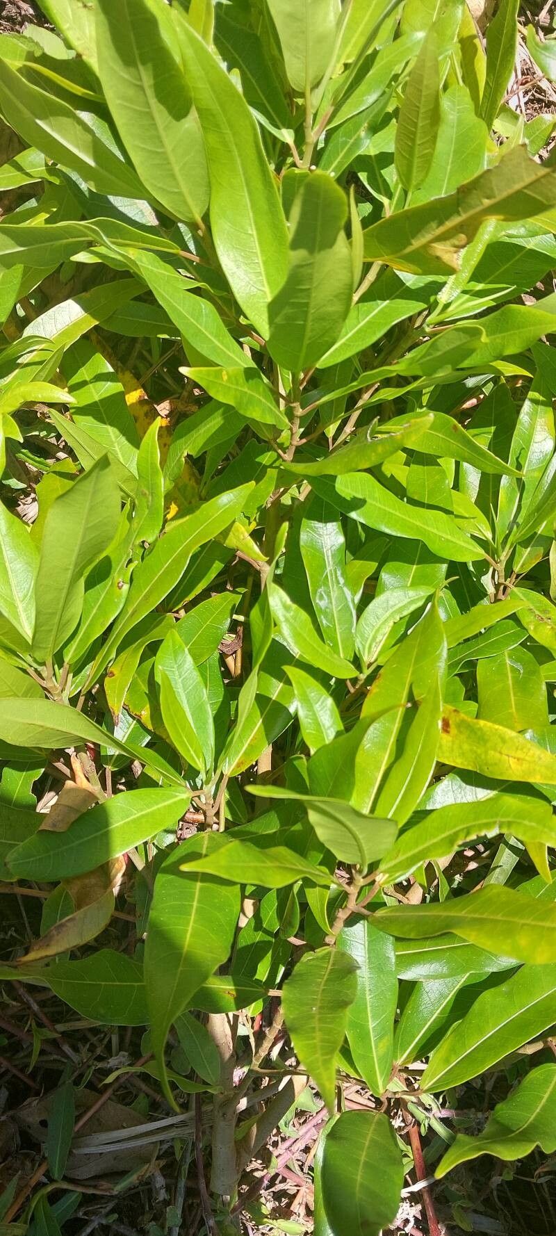 Ficus botryoides other