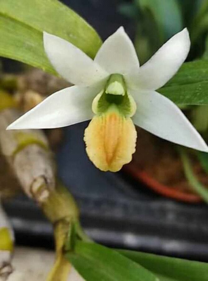 Dendrobium scabrilingue — houseplant care guide