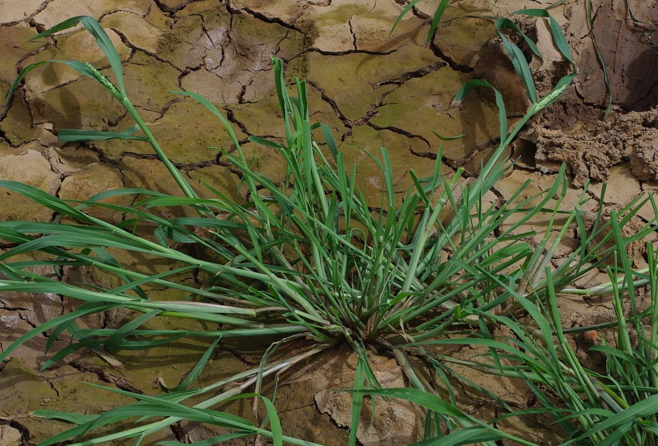 Brachiaria lata — search result for 'Brachiaria'