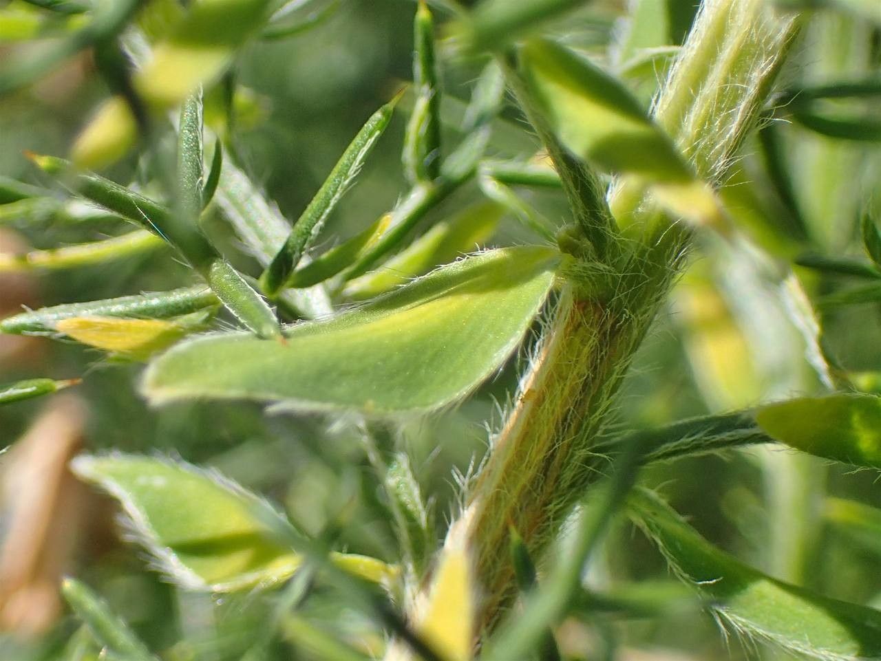 Genista hispanica fruit