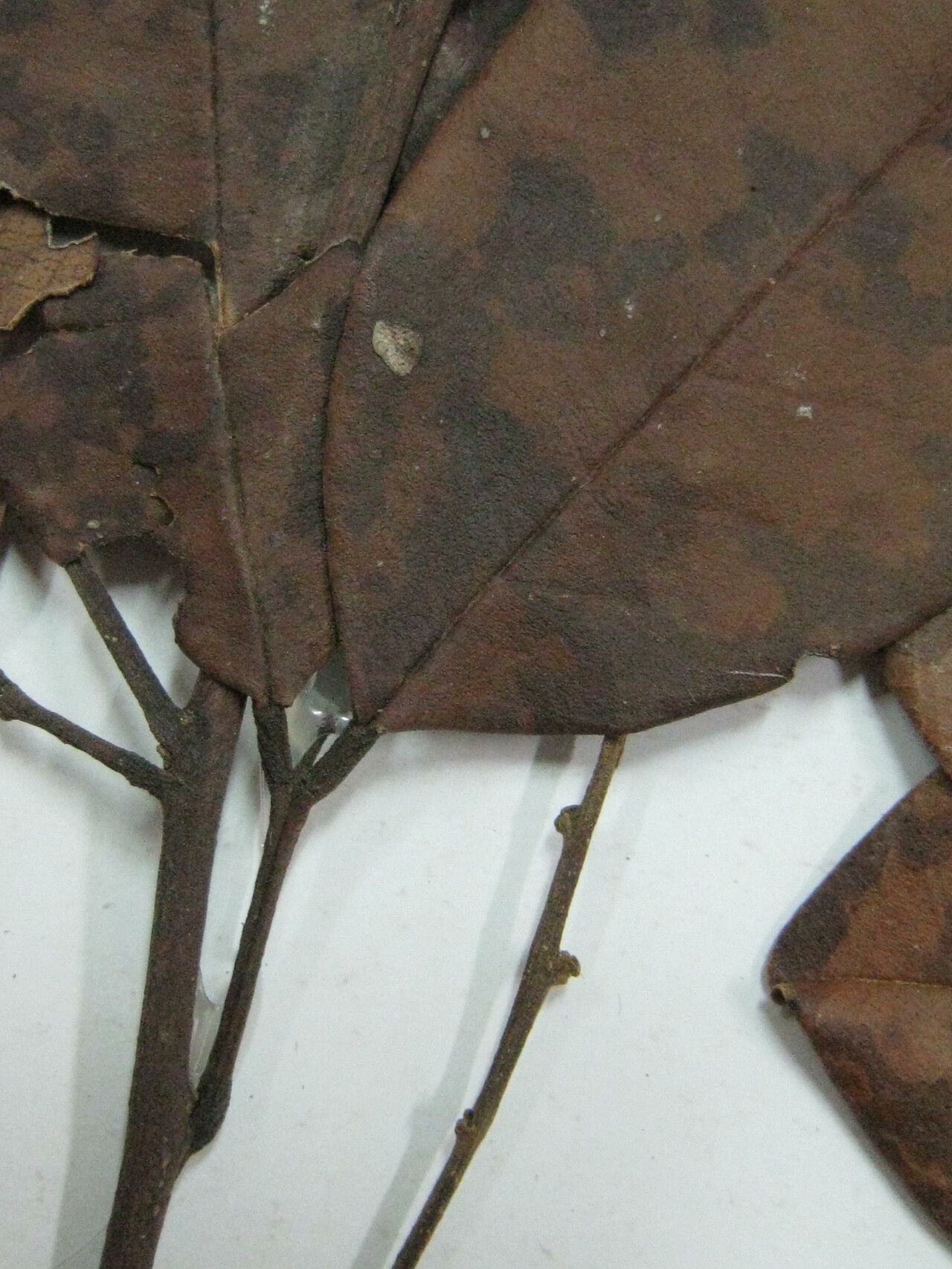 Ormosia costulata — houseplant care guide