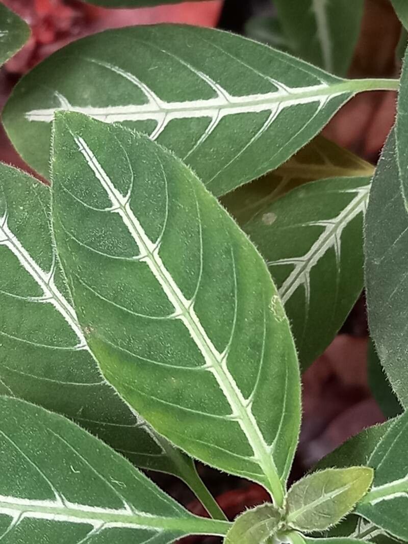 Ruellia devosiana — search result for 'Ruellia'