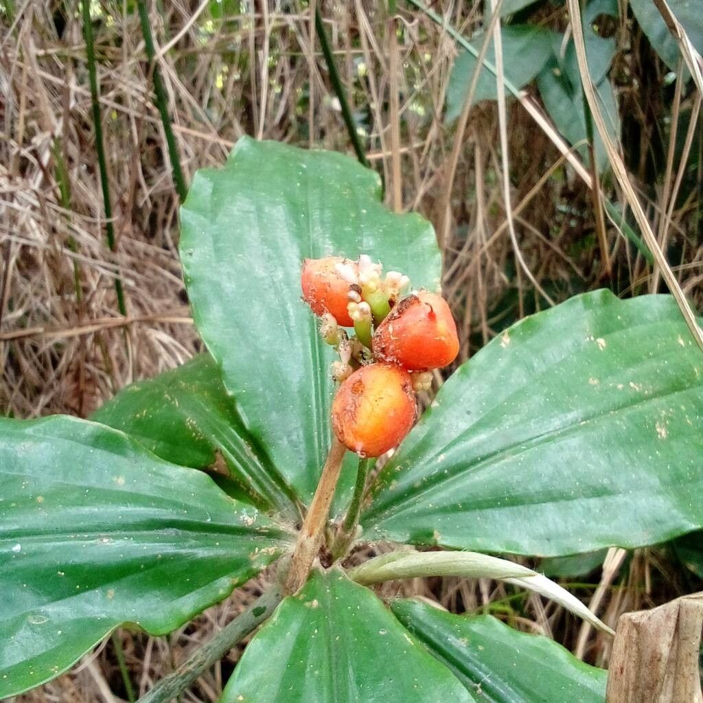 Palisota brachythyrsa fruit