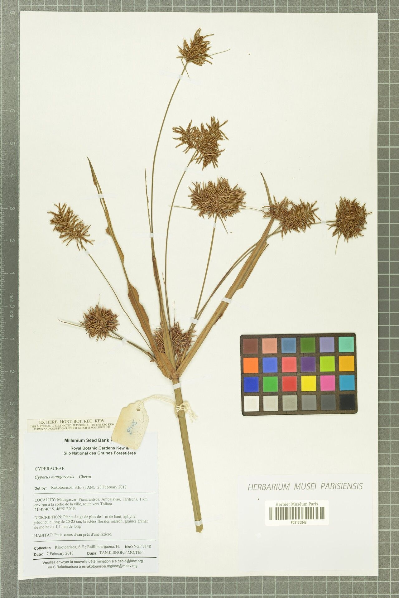 Cyperus mangorensis — houseplant care guide