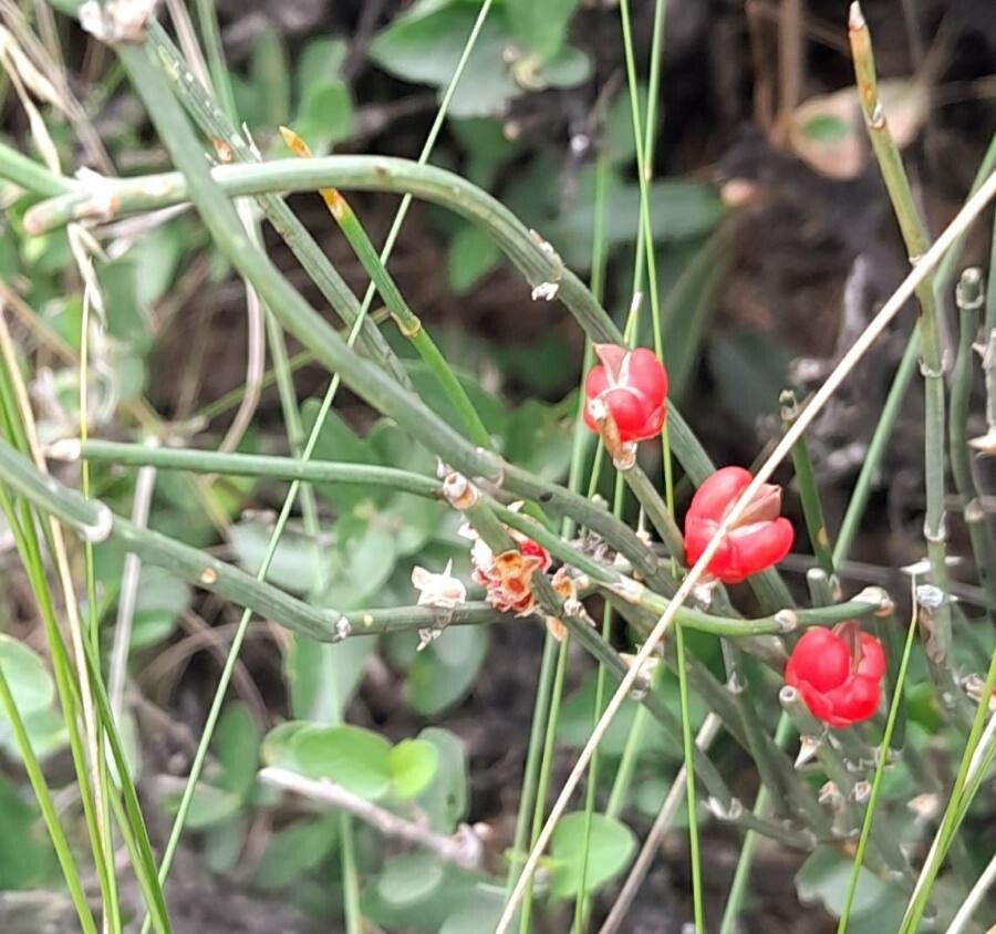 Ephedra triandra fruit