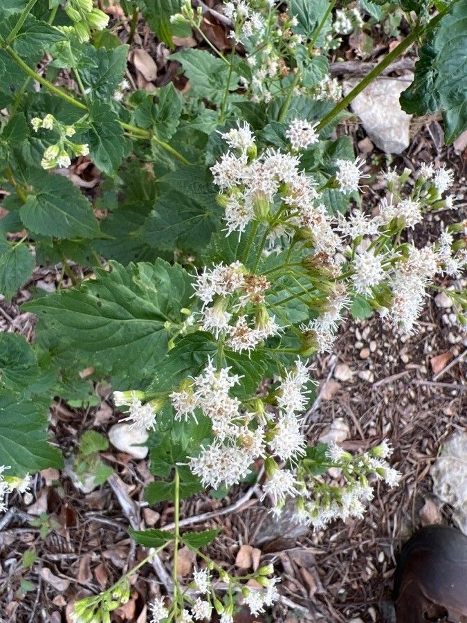Ageratina herbacea — search result for 'and Chihuahua'