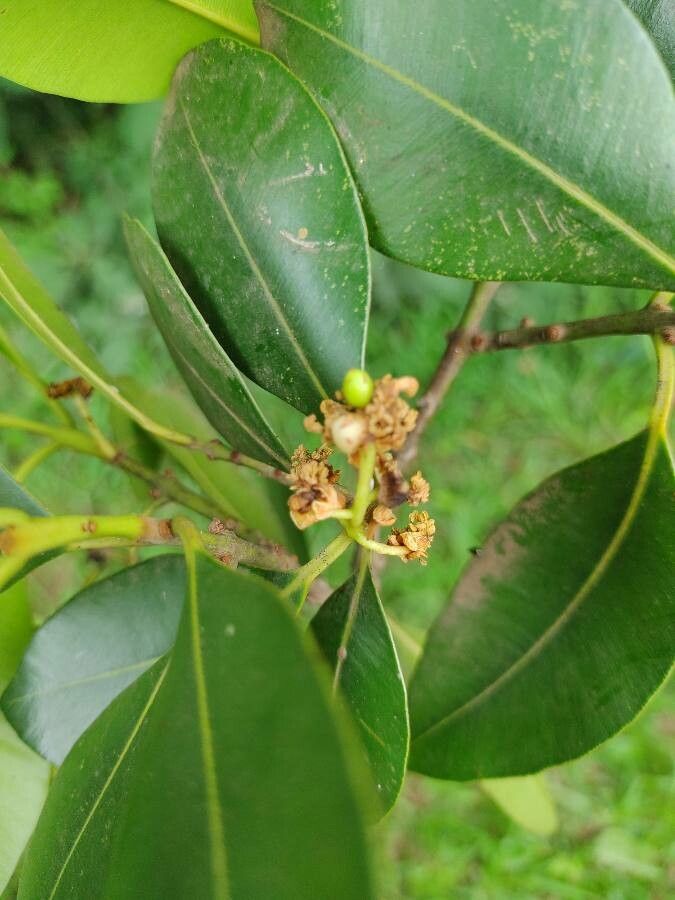 Calophyllum brasiliense flower