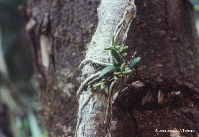 Sarcochilus gildasii bark