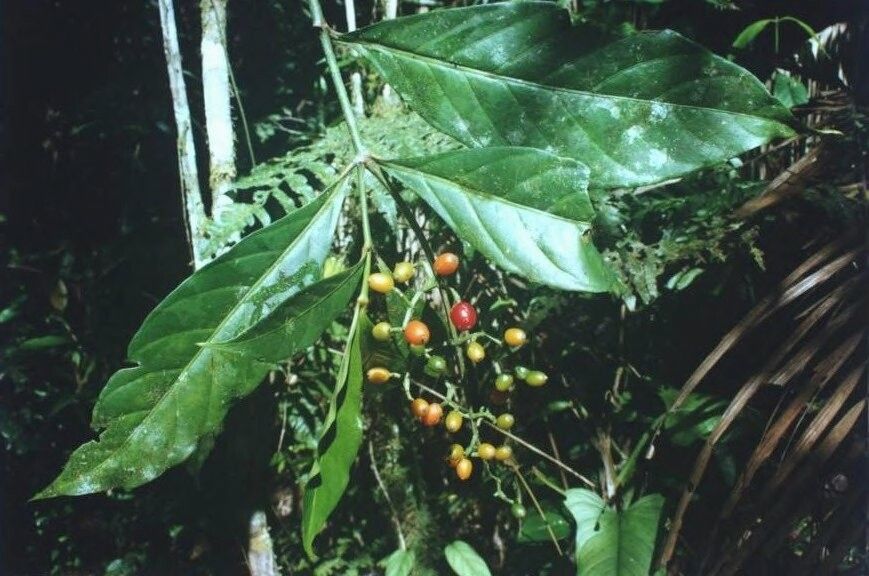 Psychotria remota fruit