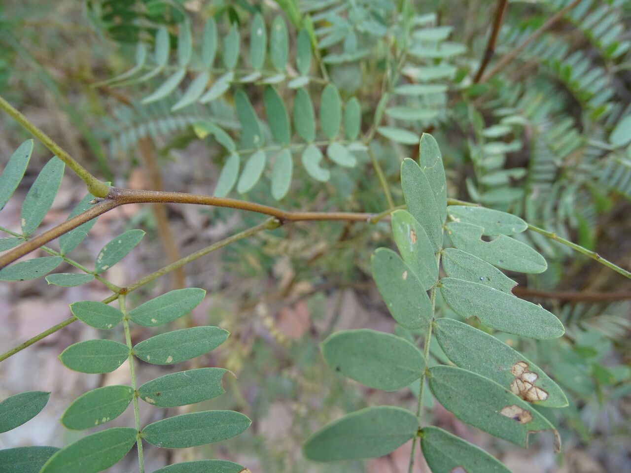 Prosopis africana