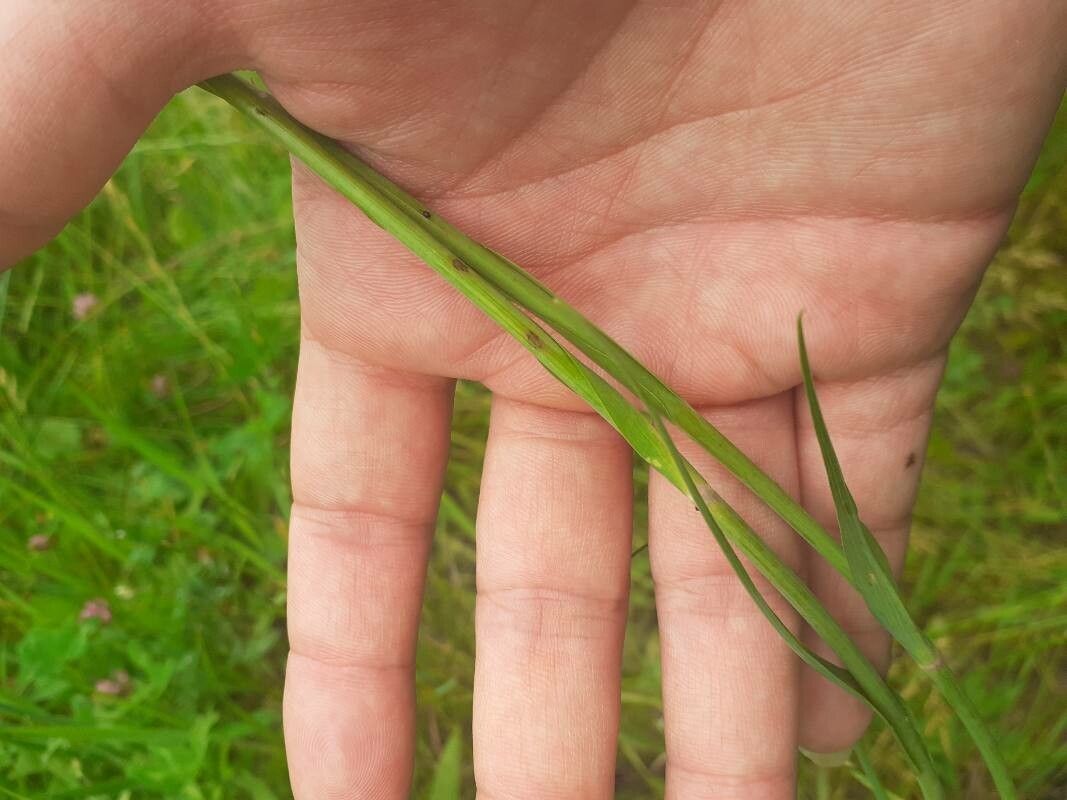 Scorzonera purpurea bark