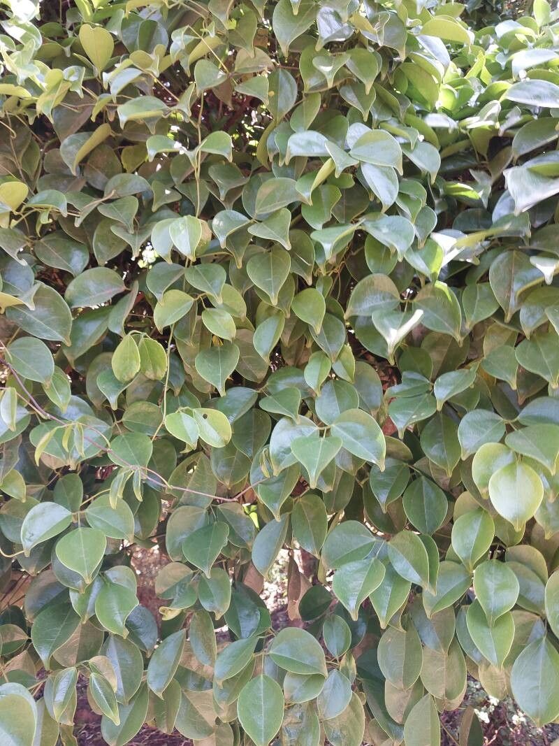 Strongylodon craveniae other