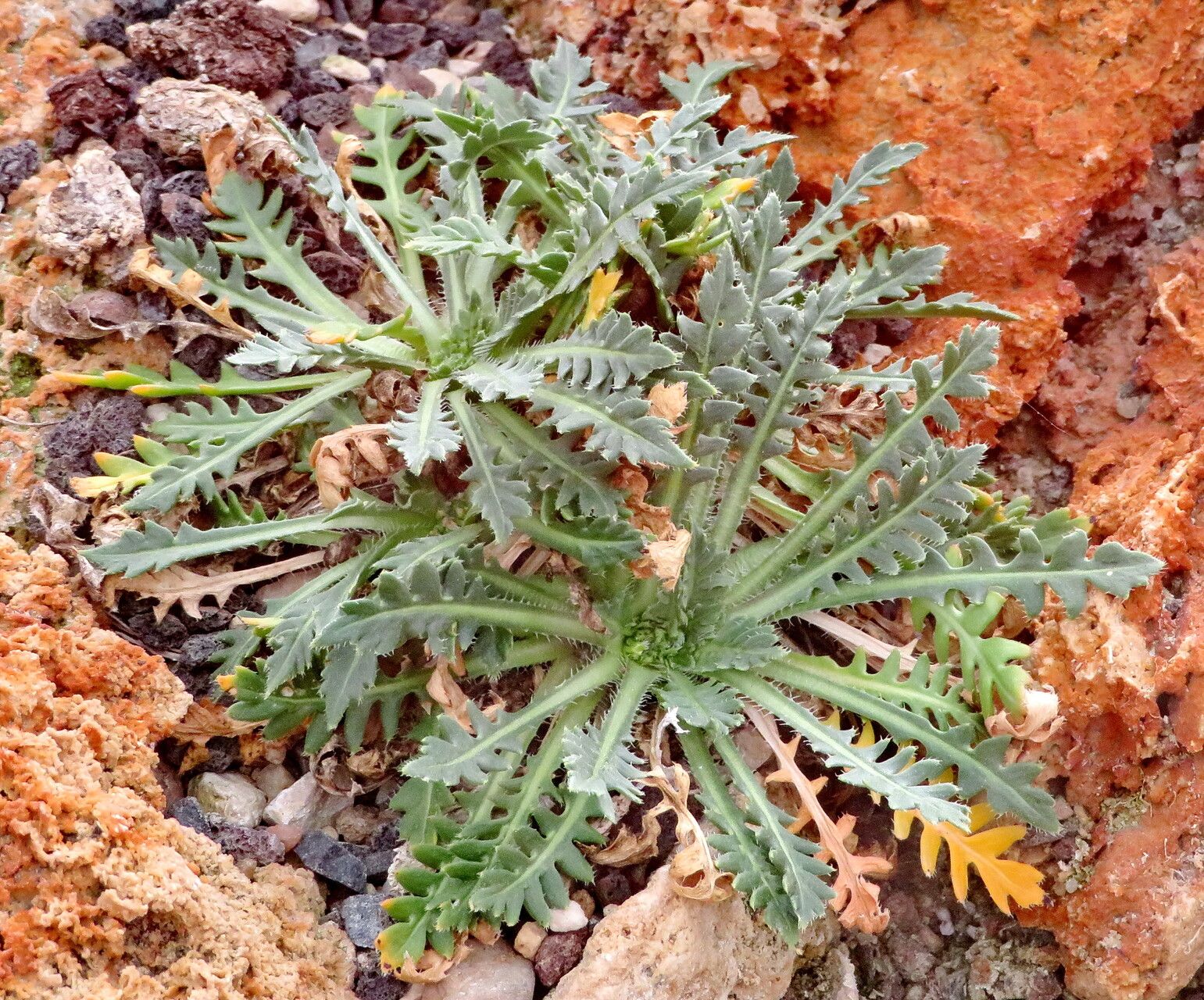 Chorispora macropoda leaf