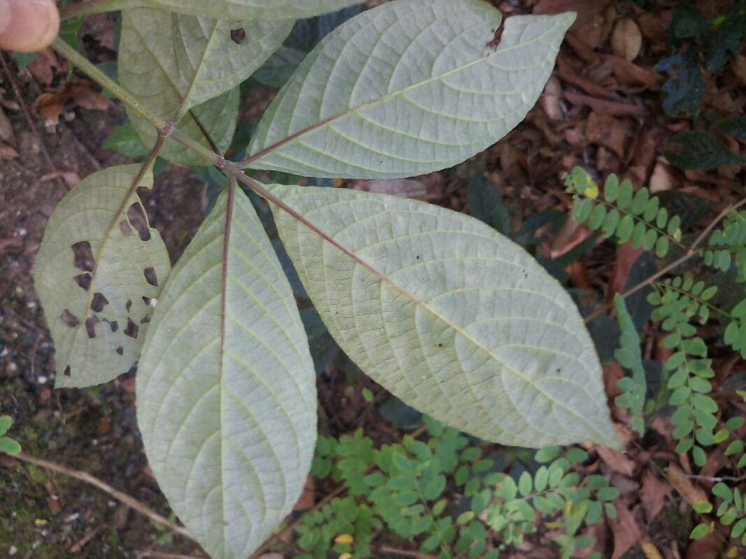 Sericocalyx crispus — search result for 'Acanthaceae'