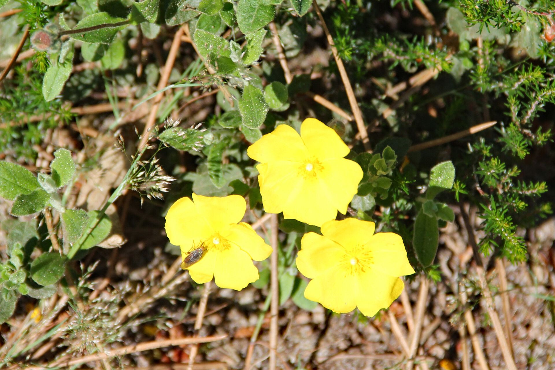 Halimium lasianthum flower