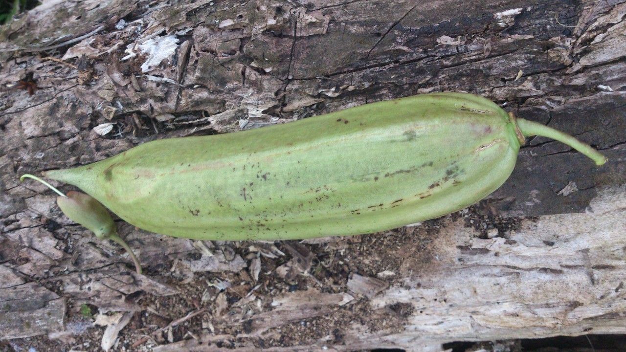 Parmentiera macrophylla fruit