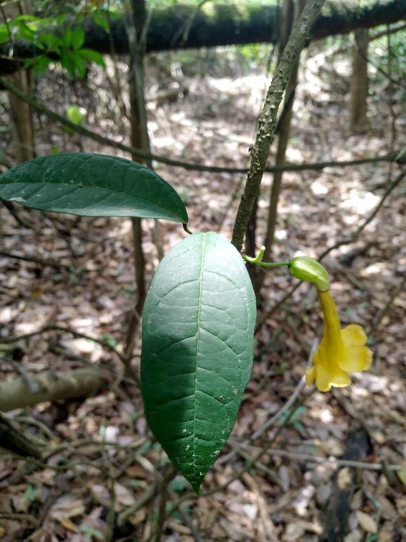 Dolichandra uncata — related species from the same genus