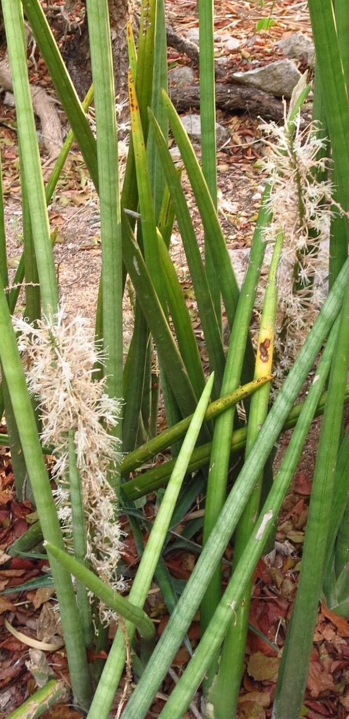 Sansevieria canaliculata flower