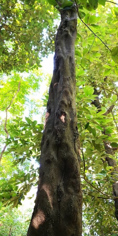 Styrax chinensis habit